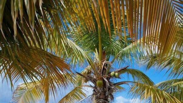 Een strandlounge met een rode fauteuil, een tafeltje met een fles en een palmboom.
