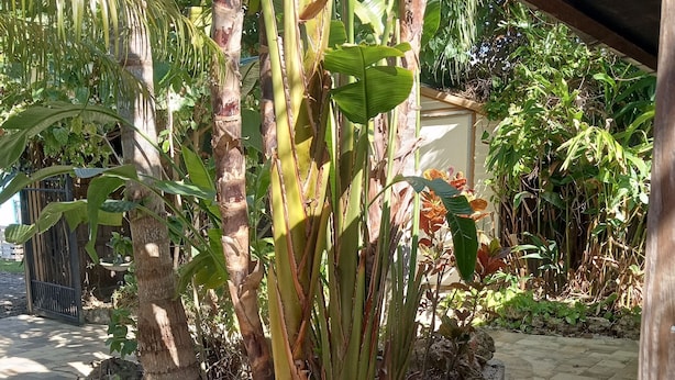 Ein Garten mit befestigtem Weg, umgeben von verschiedenen Pflanzen und Bäumen.