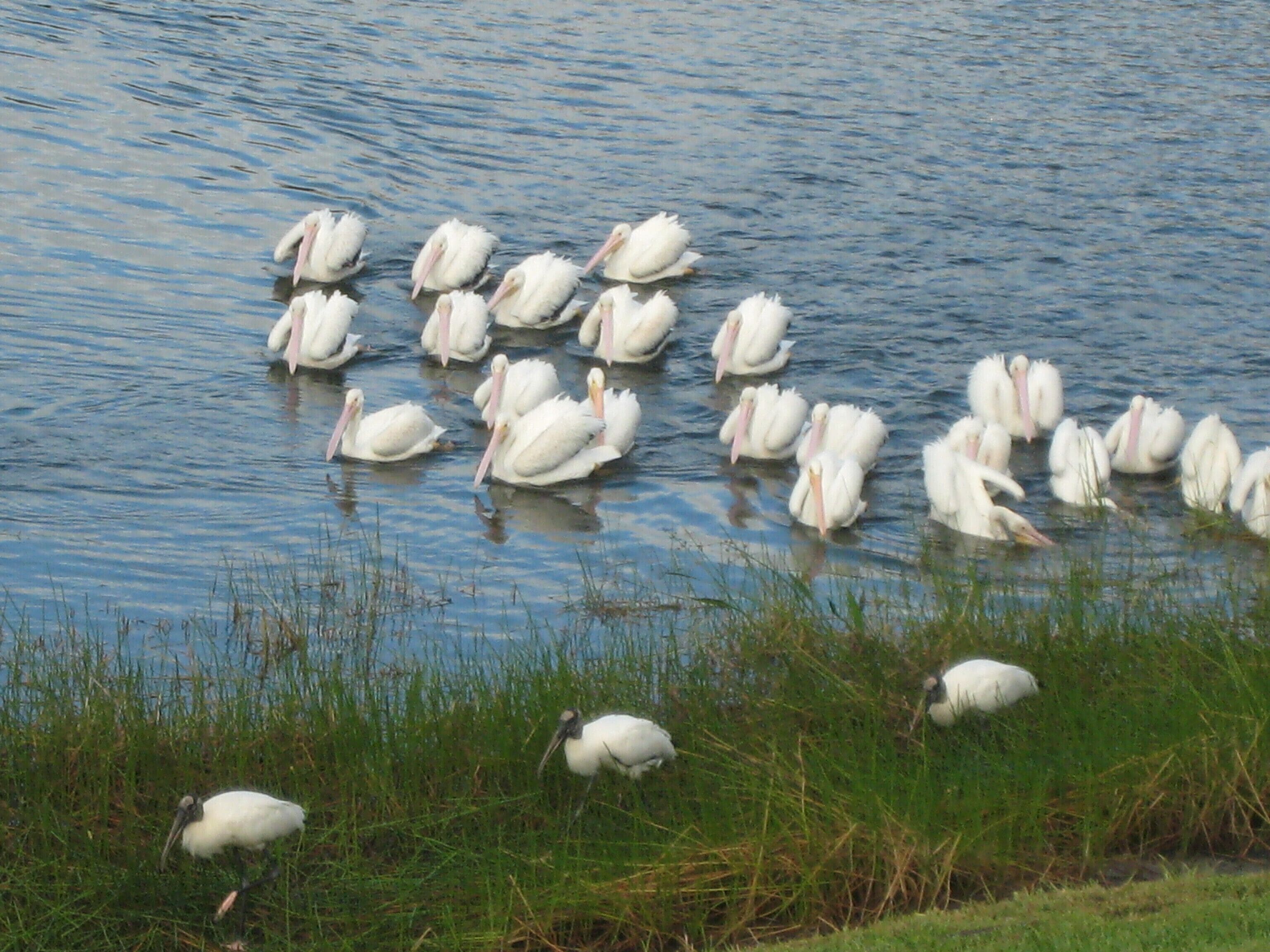 A group of white pelicans swimming in a body of water.
