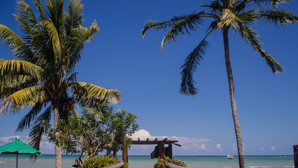 A beachside resort with palm trees, a wooden pergola, and lounge chairs.