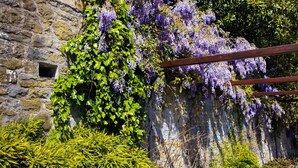 Eine Steinmauer mit violetten Blütenranken und grünem Blätterwerk.