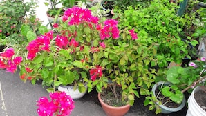 A variety of potted plants, including a prominent bougainvillea with bright pink flowers. - Hai Xia Your Home (New Taipei City)