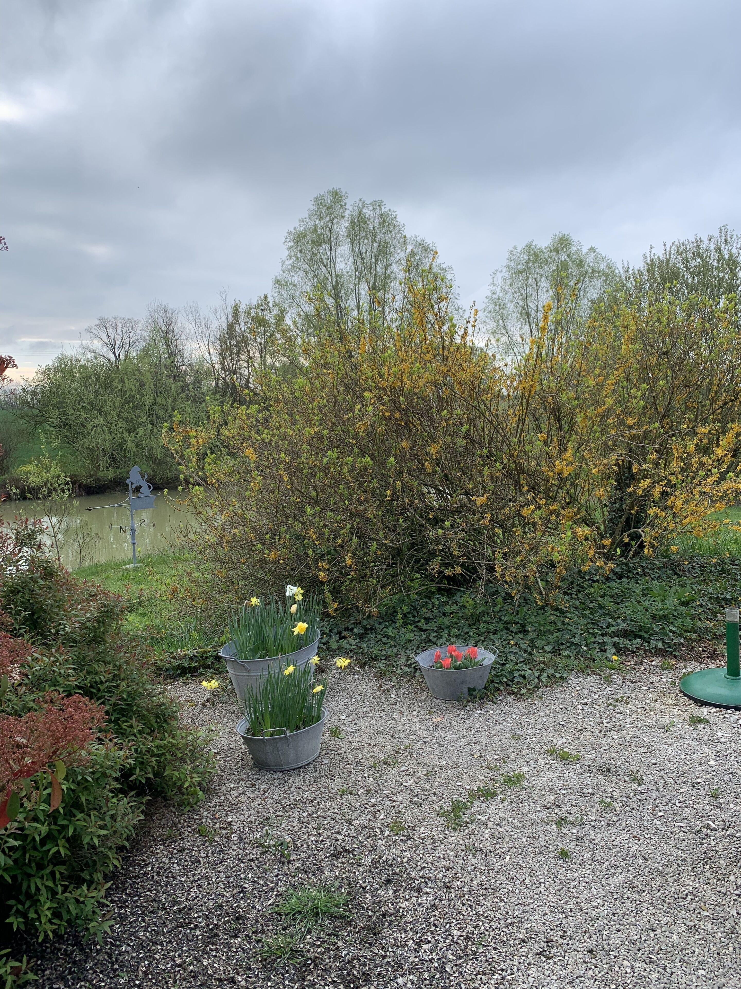 A garden with gravel paths, metal flower pots with daffodils and tulips, and a pond with a metal sign.