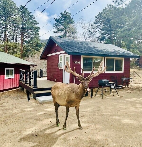Eine rote Holzhütte mit Veranda und einem Reh davor.