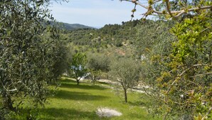 A lush, green landscape with olive trees and a clear sky. - Agriturismo Valle Dei Gelsi (Peschici)
