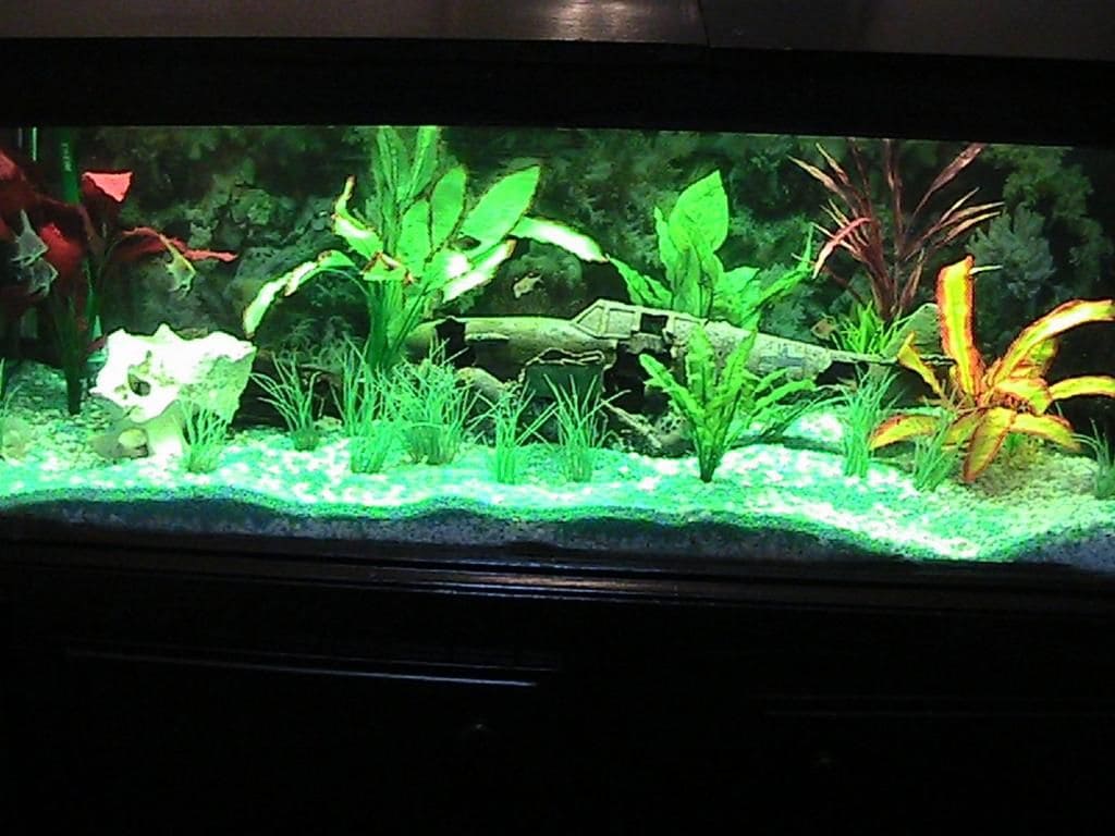 Un aquarium contenant diverses plantes aquatiques et décorations.