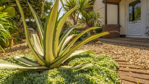 A garden with a variety of succulents and a large agave plant. - Beau Vallon Holiday Apartments (St. Pierre du Bois)