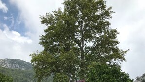 A wooden cabin with a large tree in front, surrounded by a grassy area and mountains in the background. - Asya Bungalow (Kemer)
