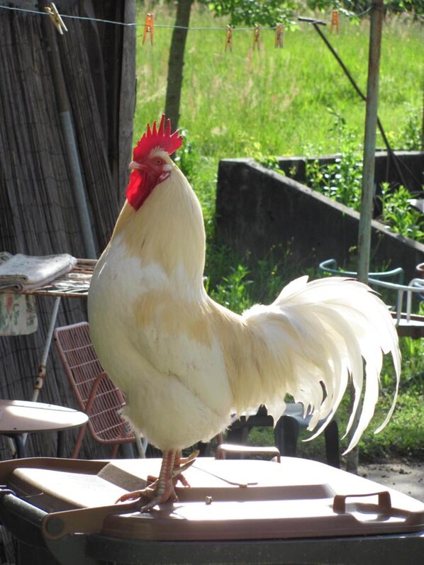 A rooster standing on a wooden surface with a green outdoor background. - La Genzianella (Miasino)