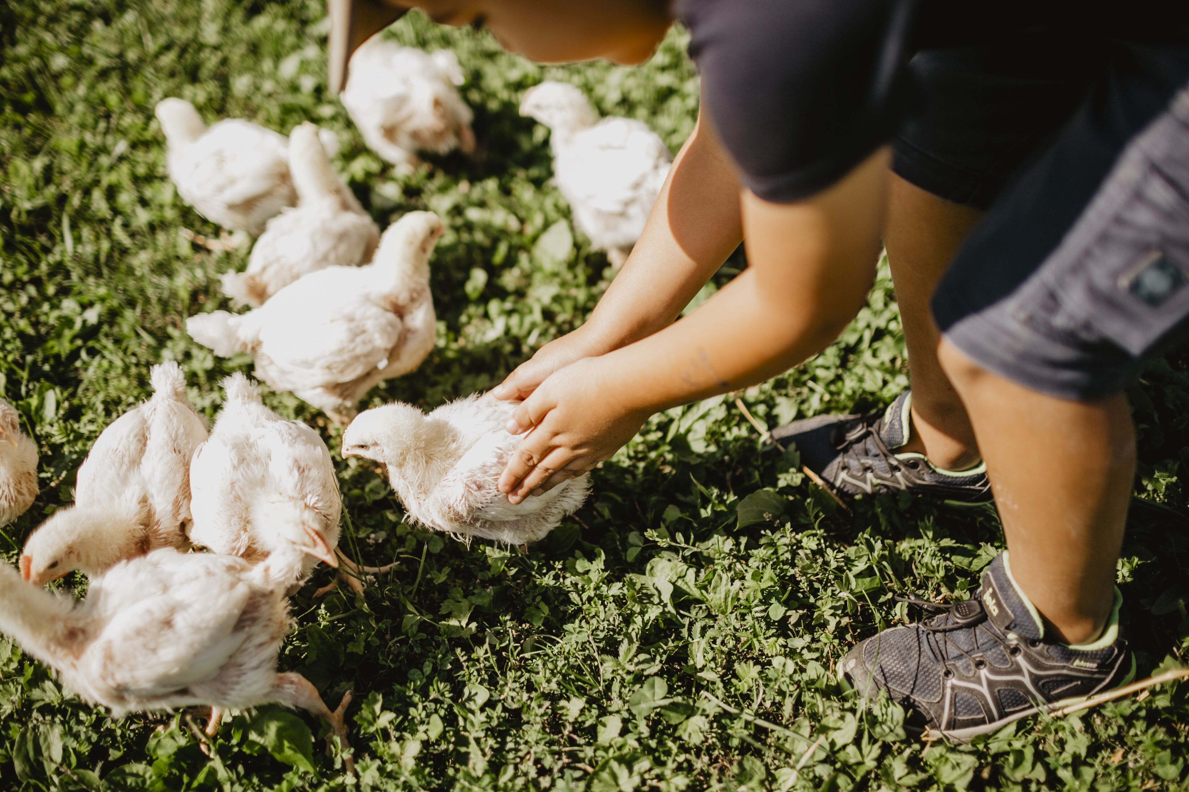 A person interacting with white chickens in a grassy area.