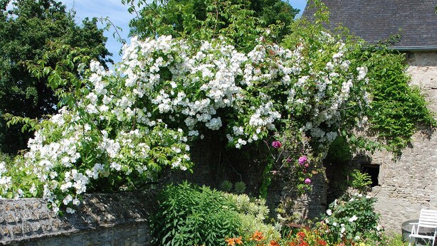 Tuin