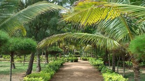 A pathway lined with palm trees and green shrubs, leading through a tropical garden. - Hotel Awalé Plage - Village vacances (Grand Popo)