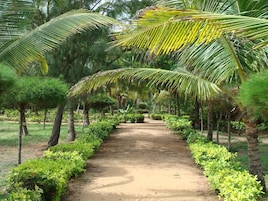 A pathway lined with palm trees and green shrubs, leading through a tropical garden.