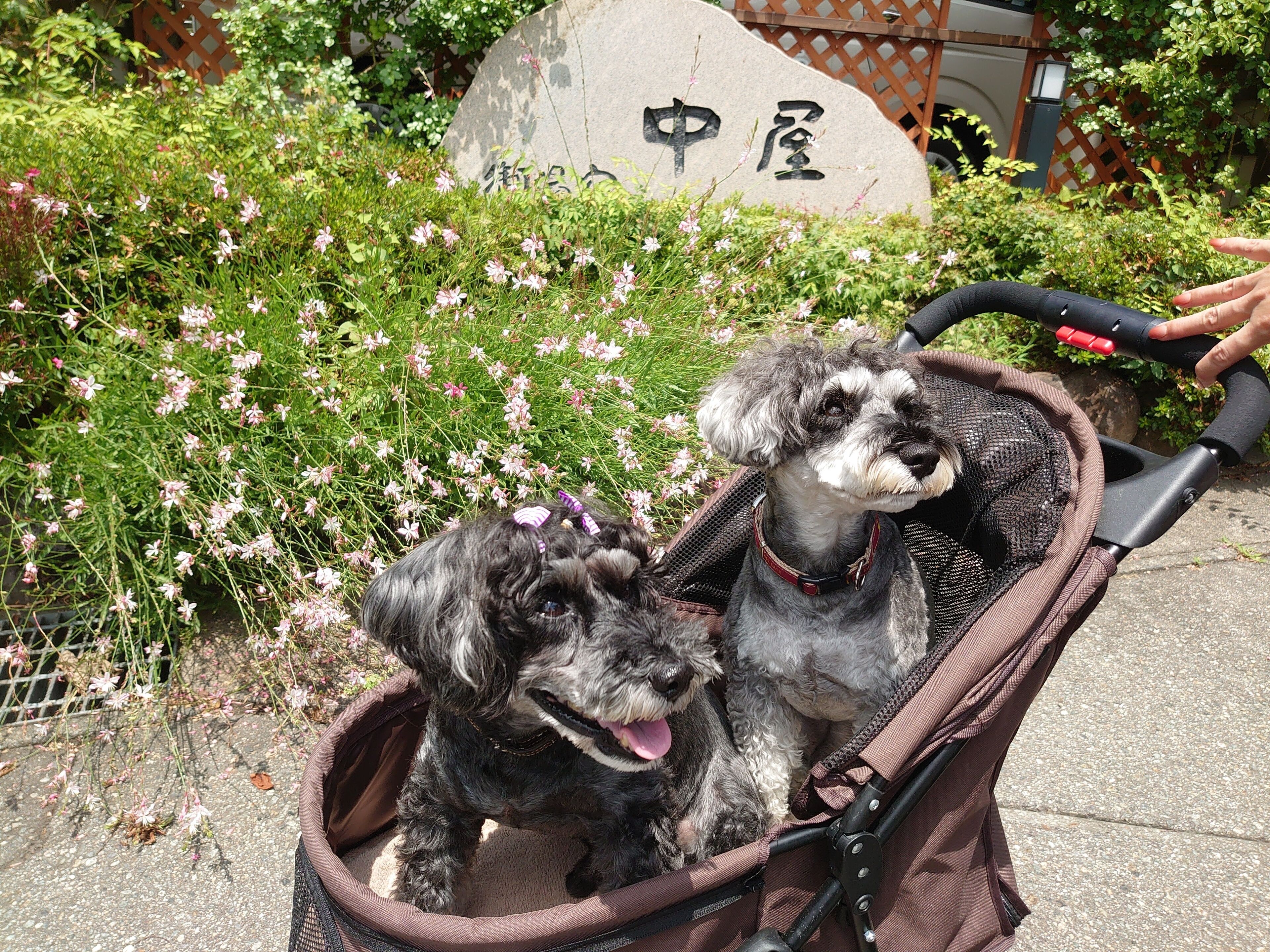 Dos perros en un cochecito para mascotas, con una piedra y caracteres chinos en el fondo.