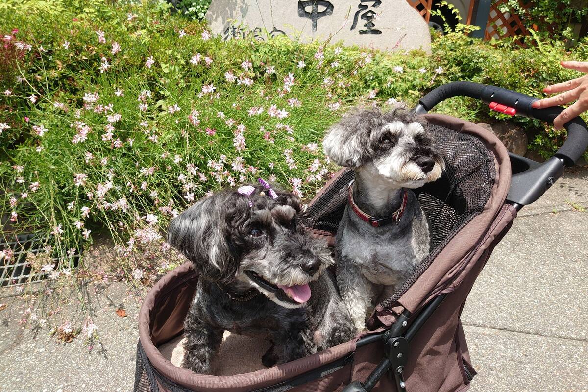 Dos perros en un cochecito para mascotas, con una piedra y caracteres chinos en el fondo.