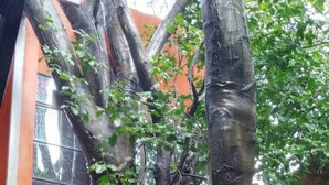 Un árbol de tronco grueso y ramas, situado frente a un edificio con paredes anaranjadas y blancas.