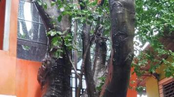 A tree with a thick trunk and branches, located in front of a building with orange and white walls.