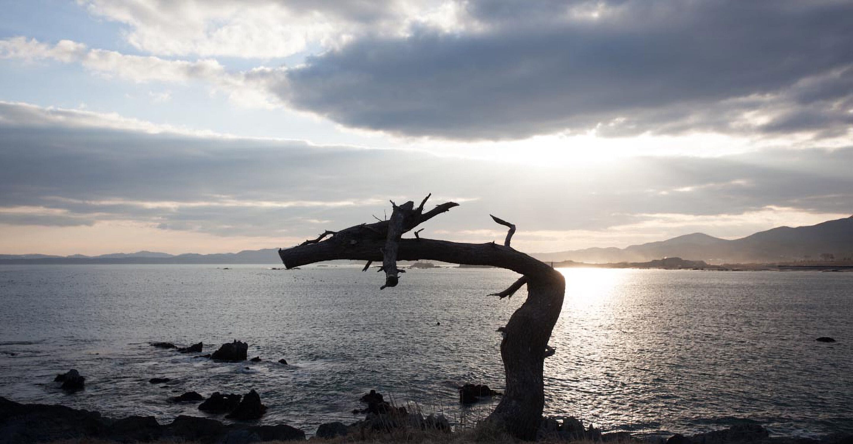 A sunset over a calm body of water with a prominent, curved tree trunk in the foreground.