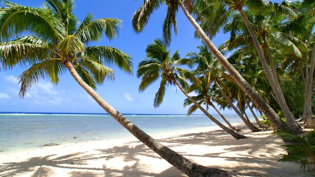 A beach with palm trees and clear blue water. - Sunhaven Beach Bungalows (Rarotonga)
