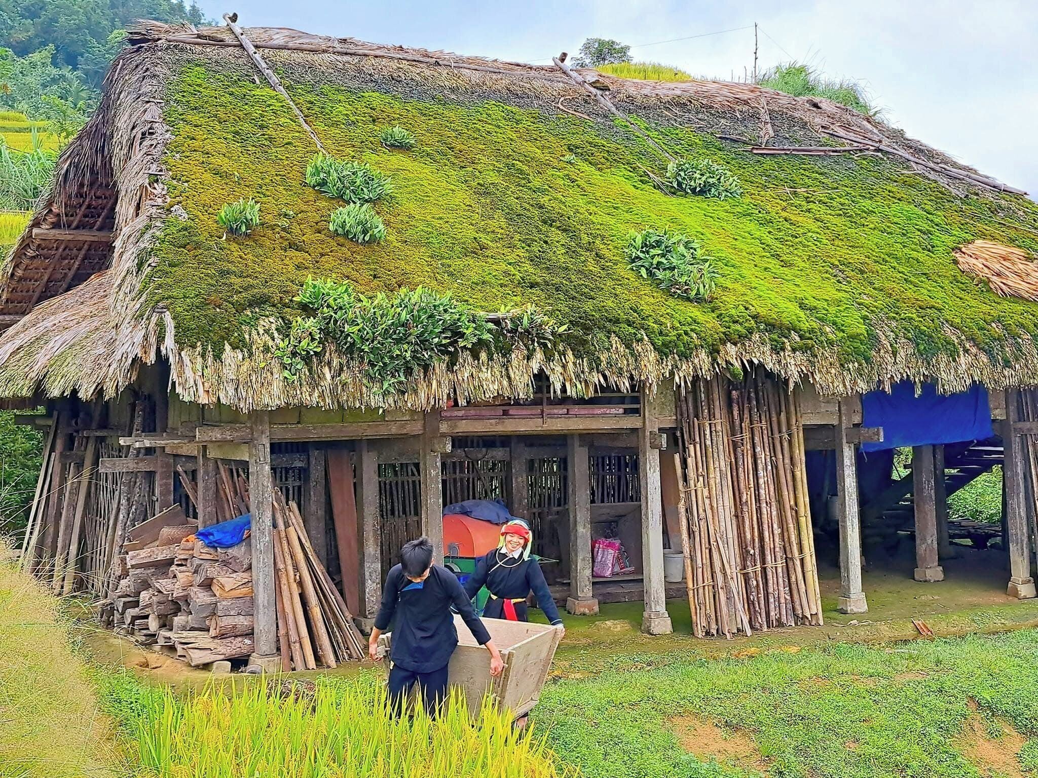 A traditional thatched-roof house with a bamboo structure, surrounded by a lush green field.