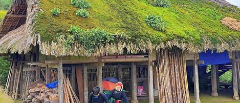 A traditional thatched-roof house with a bamboo structure, surrounded by a lush green field.