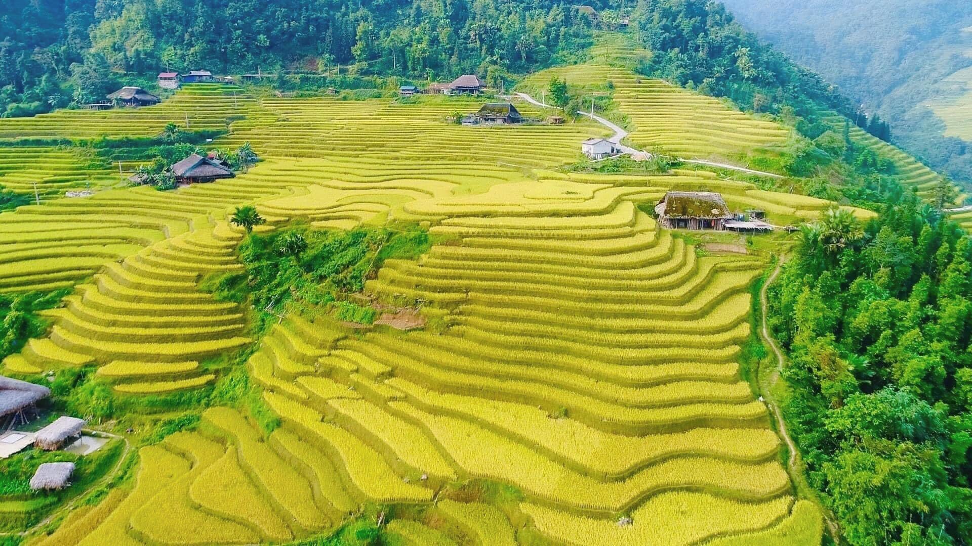 Terraced rice fields with traditional houses.