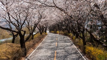 Una strada pavimentata costeggiata da alberi di ciliegio in fiore.
