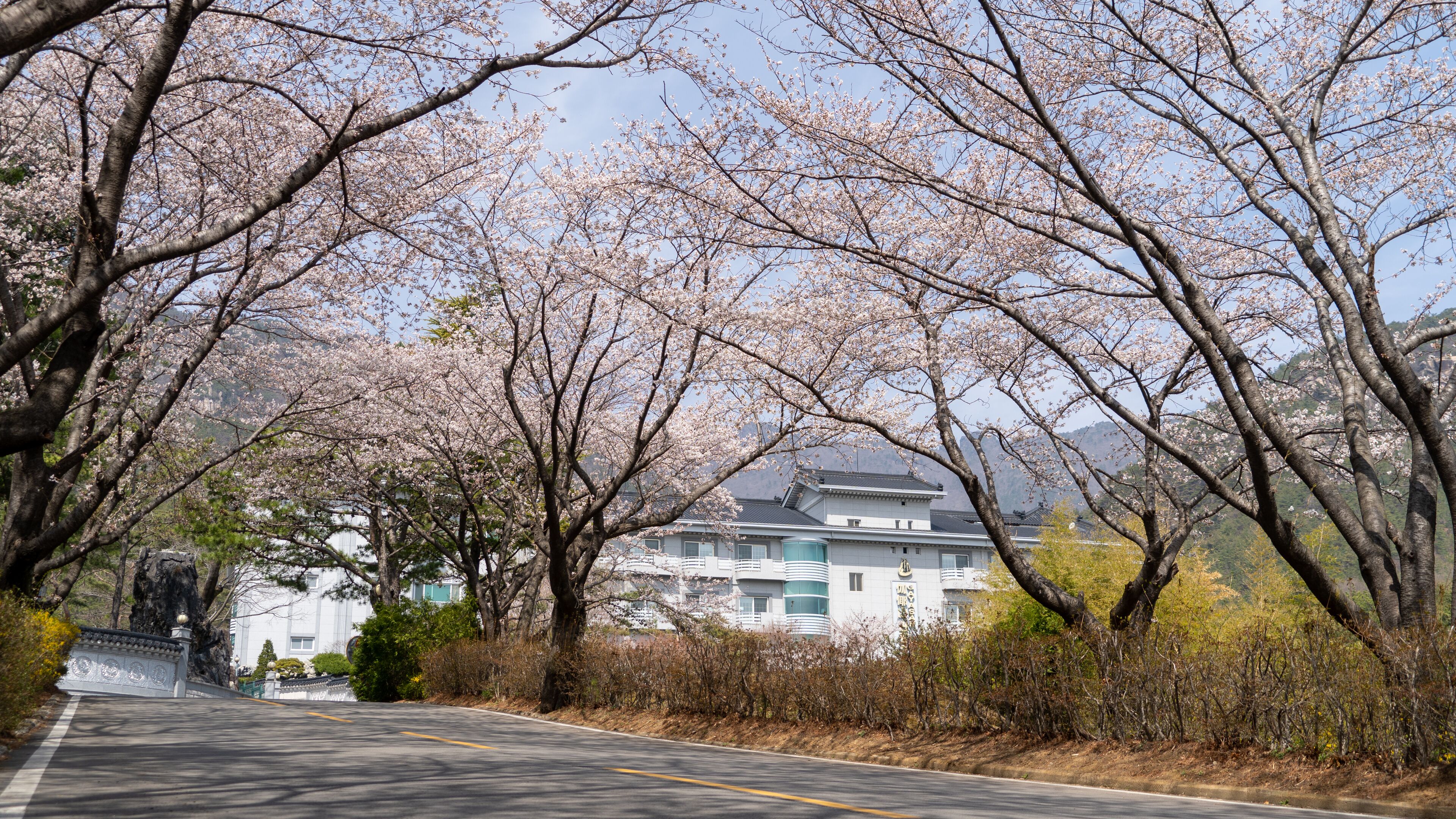 A road lined with cherry blossom trees and a traditional building in the background.