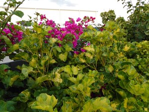 Garden view - Nadi Airport Apartments (Nadi)