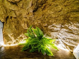 A fern plant in a cave-like setting with rocky walls.