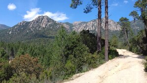 Un sentier de terre serpente à travers une forêt de pins, avec une montagne en arrière-plan.