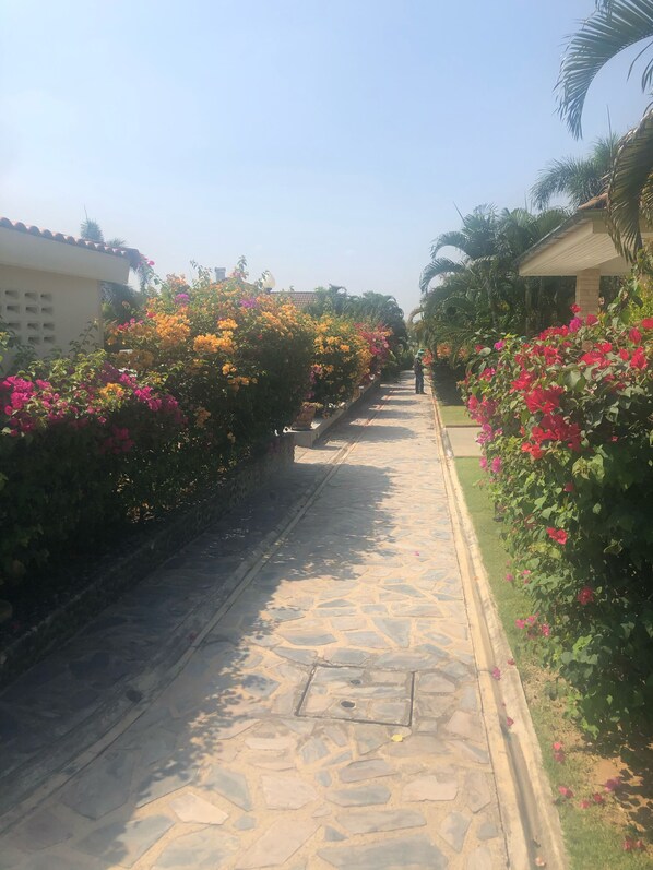A paved pathway lined with vibrant bougainvillea and other flowering plants, leading to a building with a tiled roof.