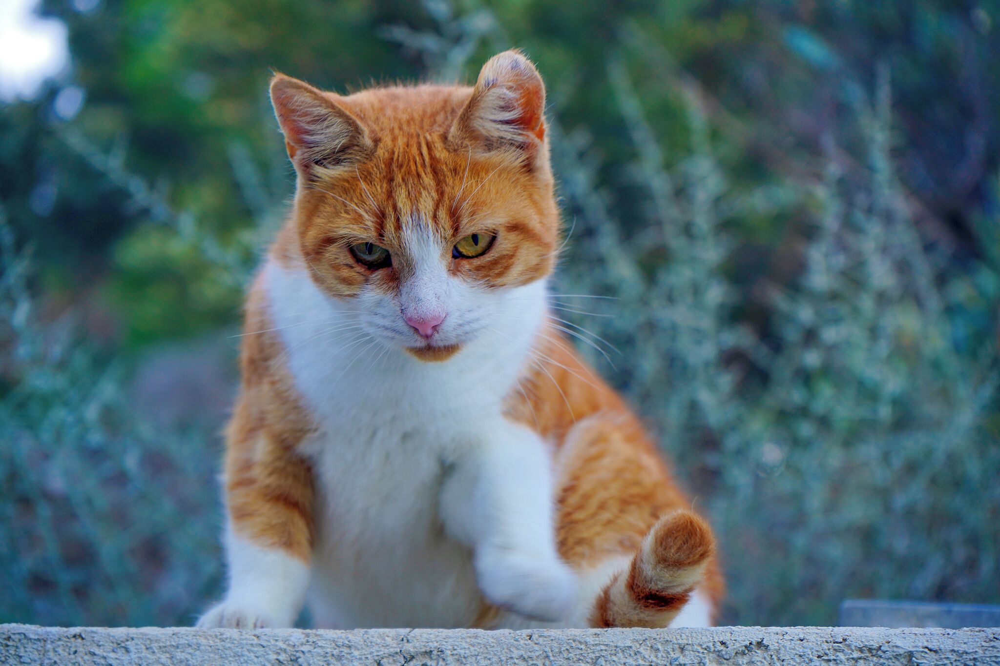A cat sitting on a concrete ledge with a blurred green background.