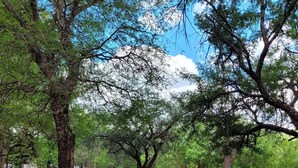 A pool surrounded by trees and a patio area with wooden furniture. - Thabankwe Bushveld Inn (Thabazimbi)