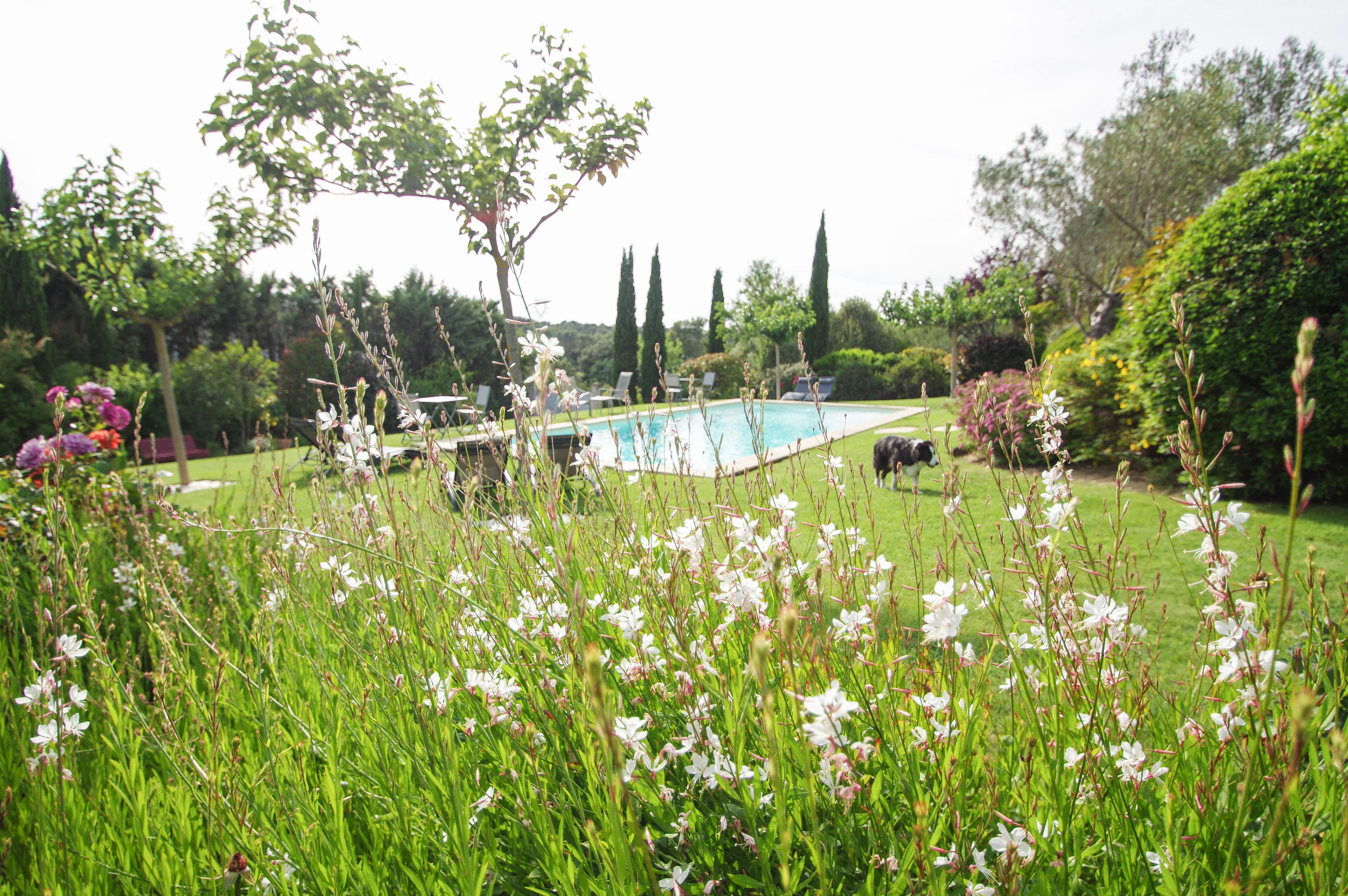 Una piscina rodeada de exuberante vegetación y plantas florecientes.