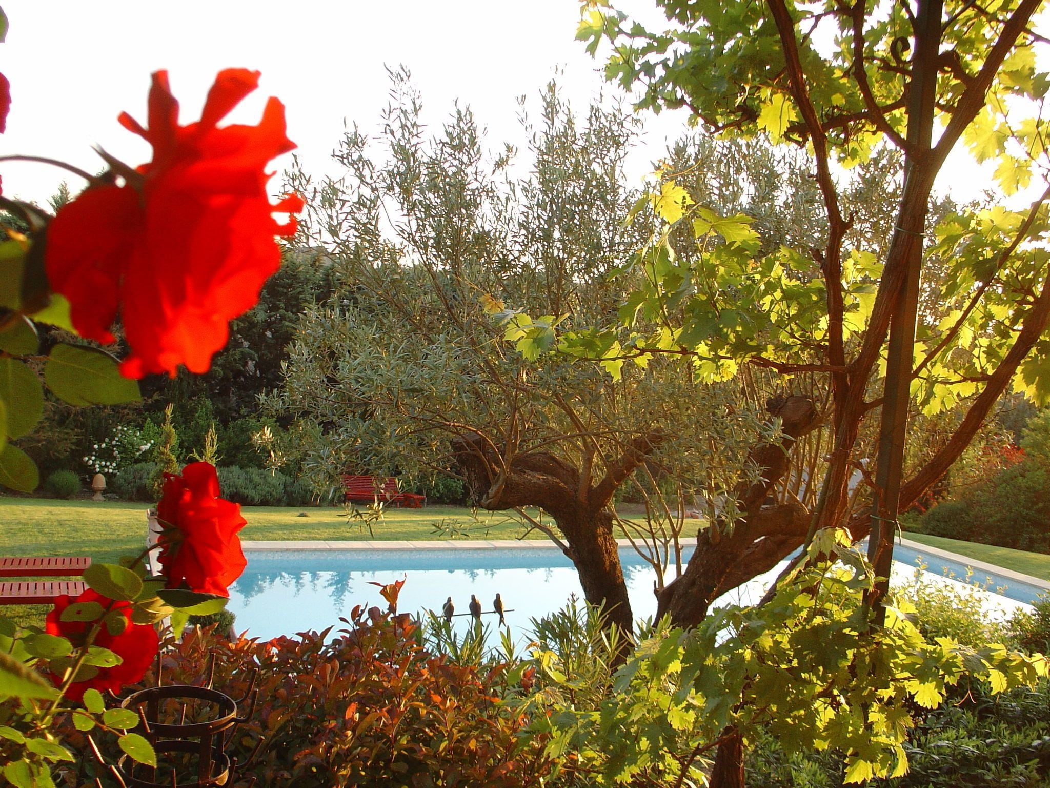 Un jardín con piscina, rodeado de árboles y arbustos.