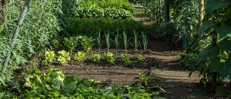 A garden with various vegetables and herbs planted in rows, surrounded by a wooden fence.