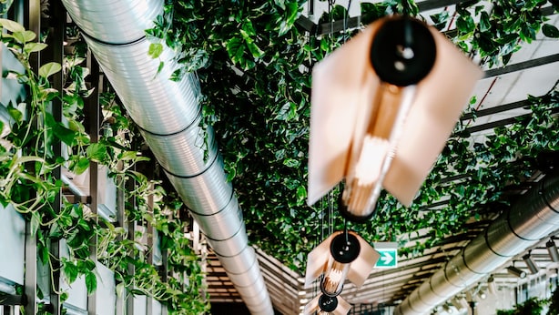Een restaurant met een lange houten bank, plantenpotten en hangende lampen.
