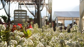 A tented outdoor area with a chair and plants in the foreground. - Hotel Michela (Male)