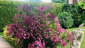 A garden with a pink flowering bush and a statue of a woman.