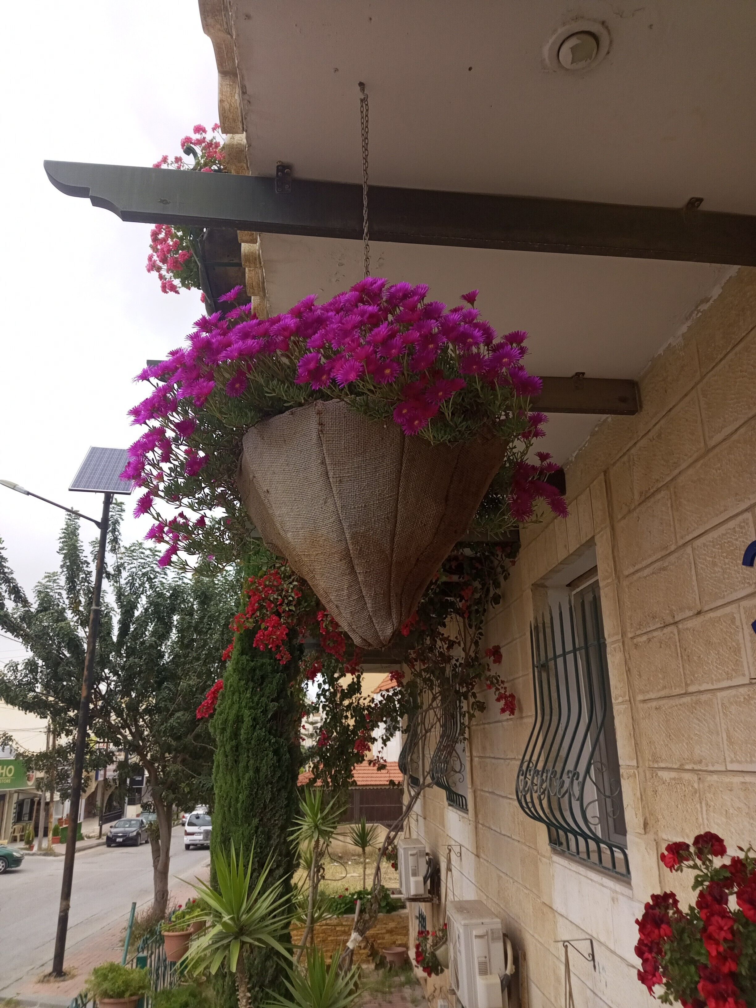 Una maceta colgante con flores coloridas, un muro de piedra y una vista de la calle con coches y vegetación.