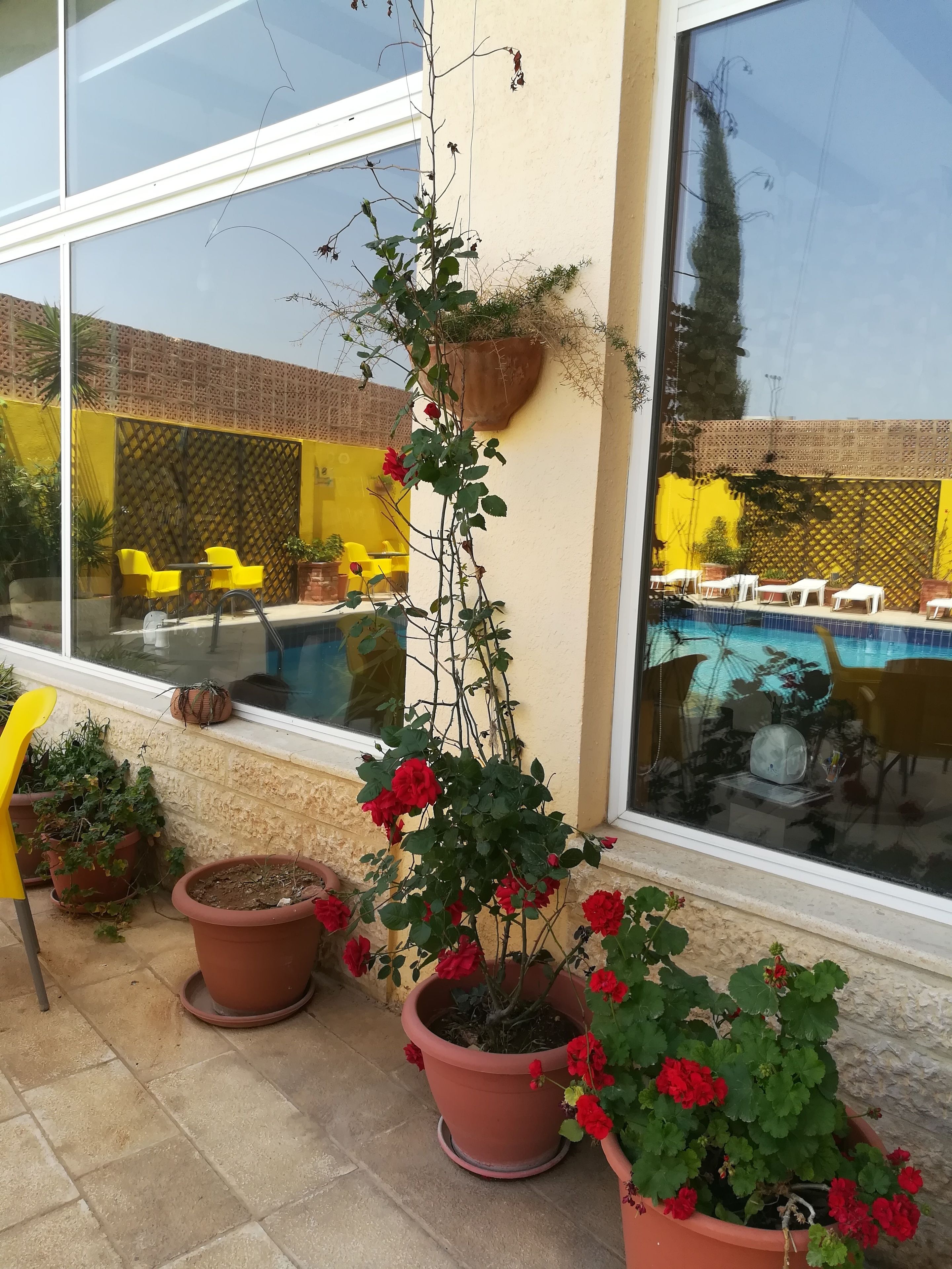 Un área junto a la piscina con plantas en macetas y sillas amarillas.