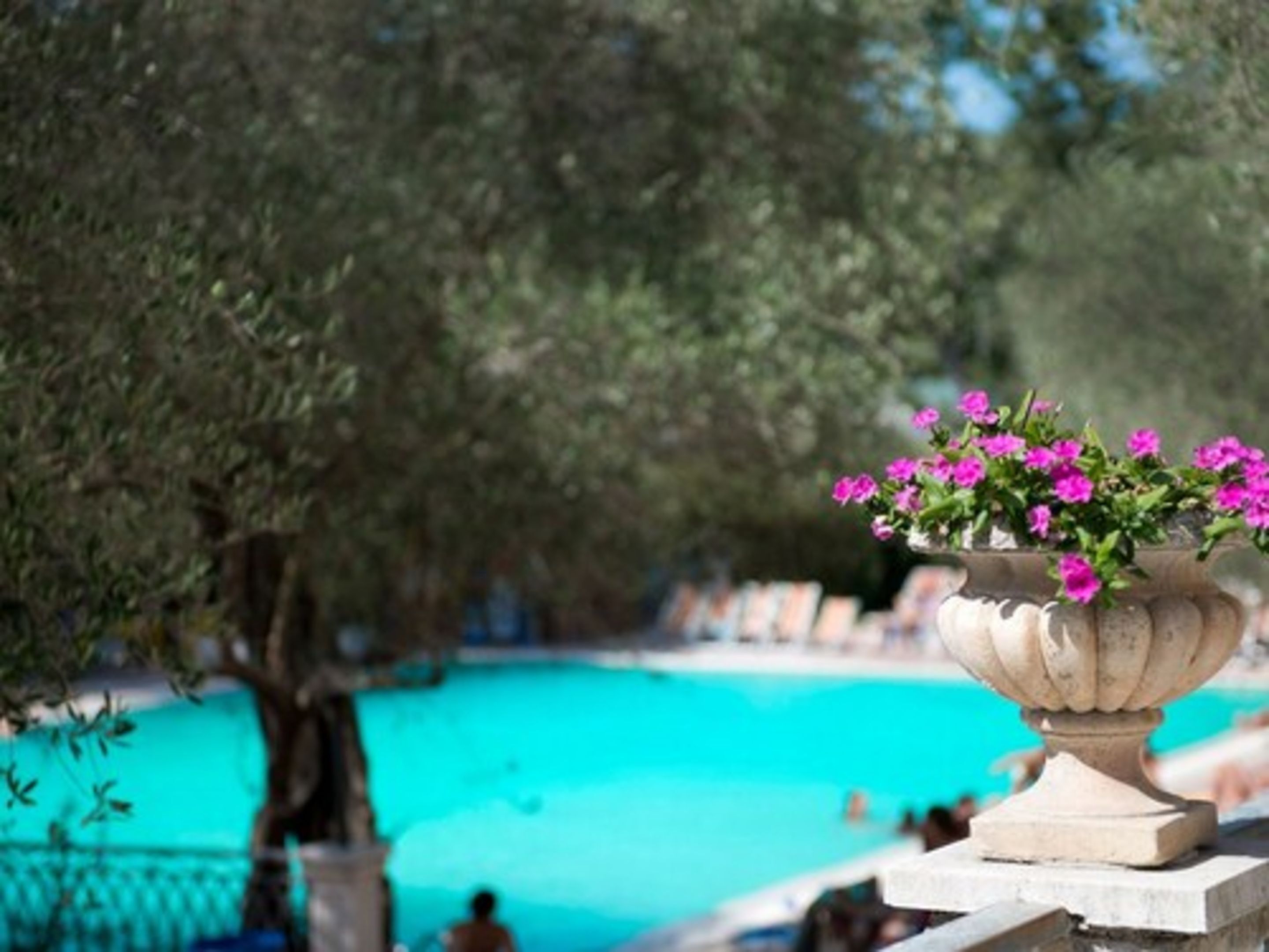 Zona de piscina con una piscina azul cristalina, rodeada de olivos y una jardinera de piedra decorativa con flores rosadas.