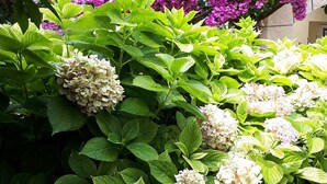 A garden with hydrangea plants and purple bougainvillea flowers. - Apartments and Rooms Zvjezdana (Hvar)