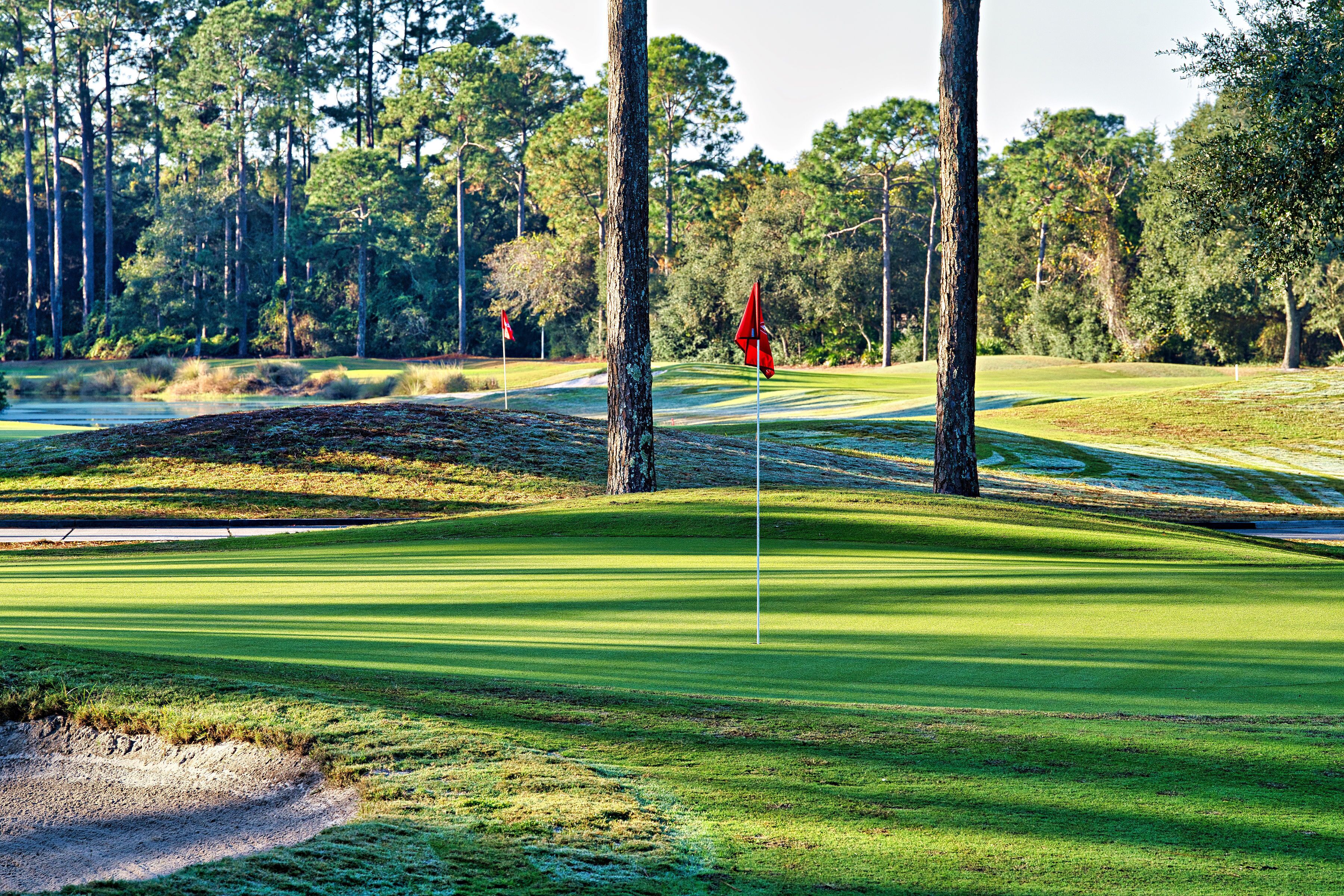A golf course with sand bunkers, flagsticks, and tall trees.