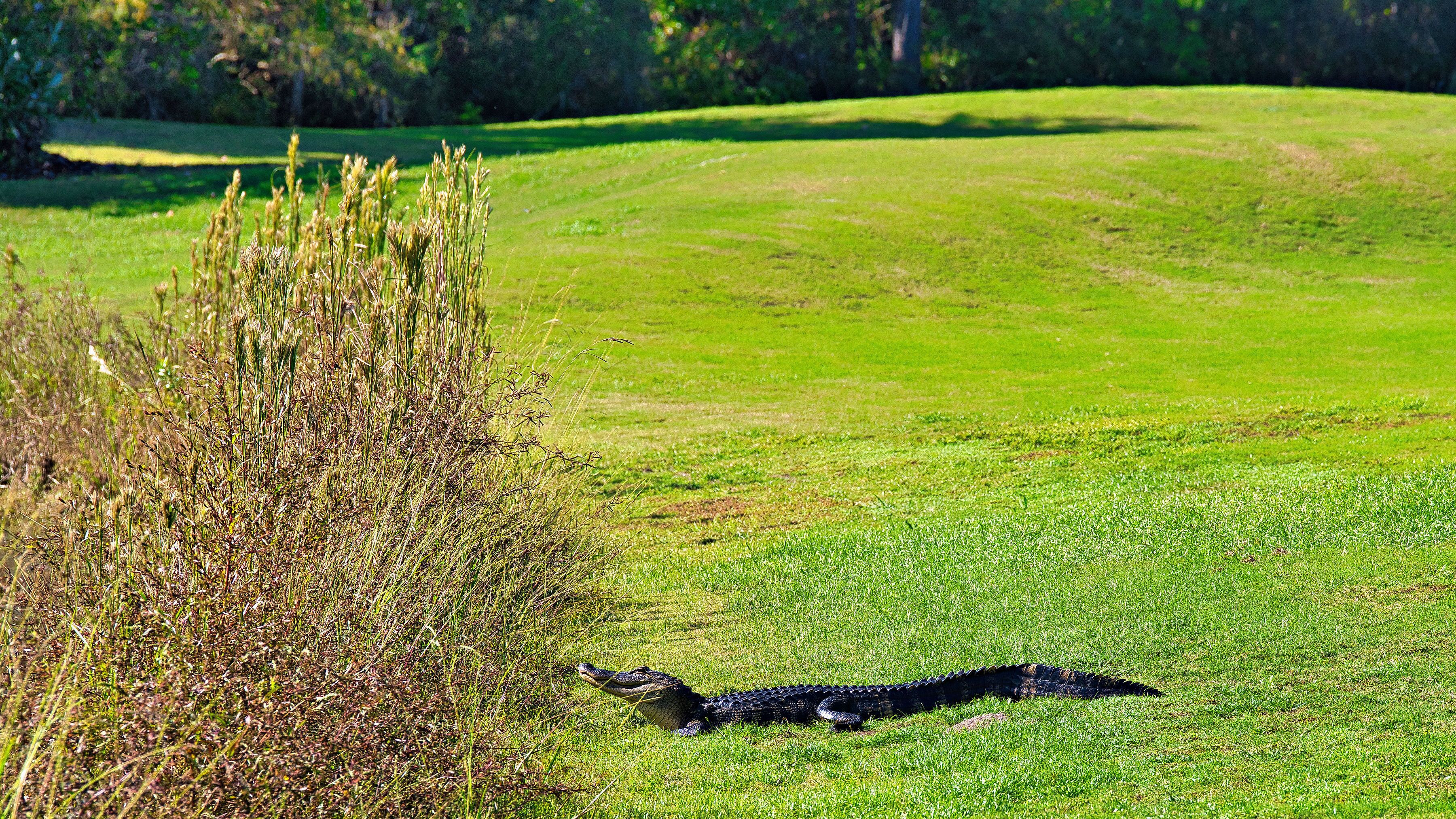 A golf course with a clear path and a body of water in the distance.