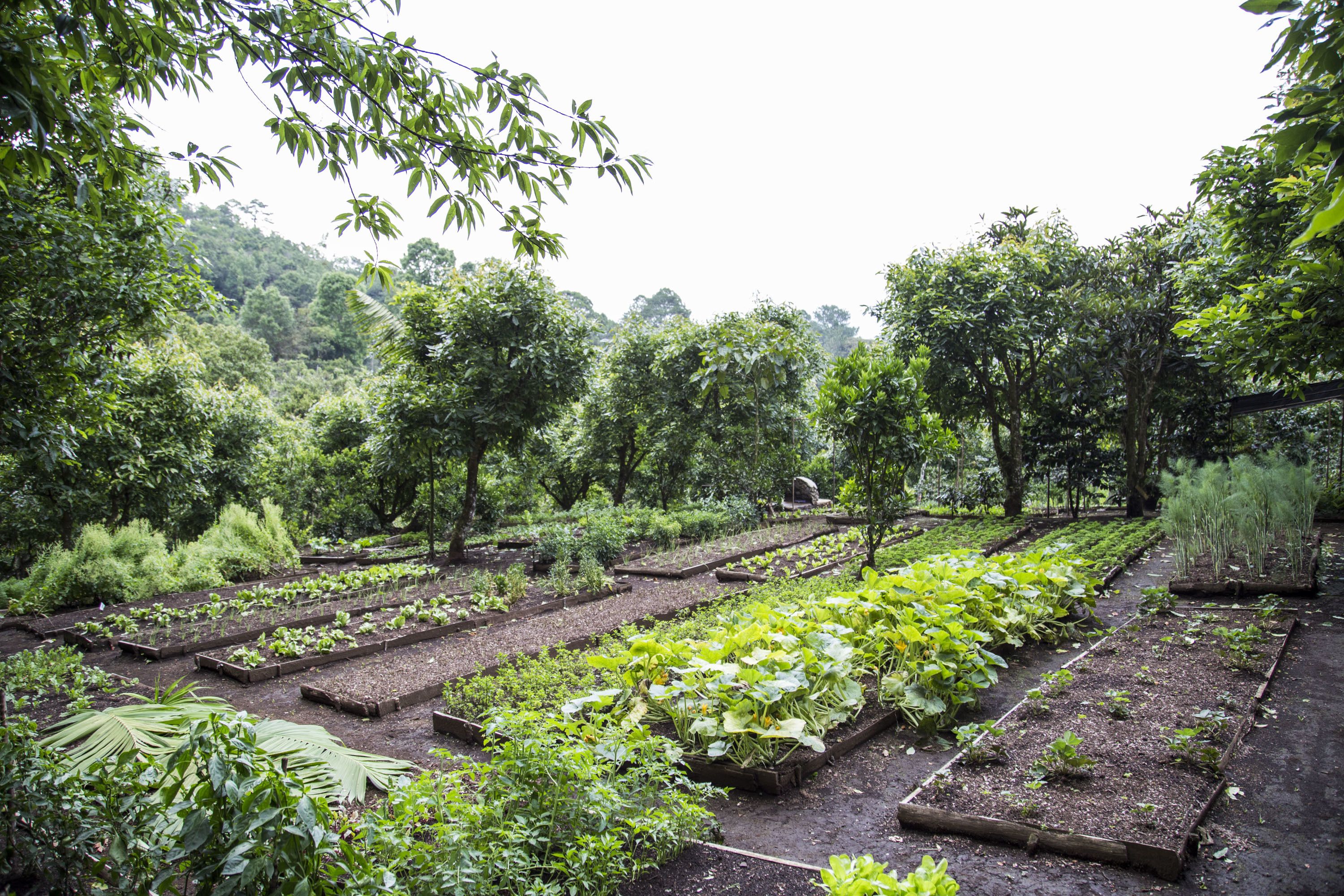 A garden with raised beds and various plants.