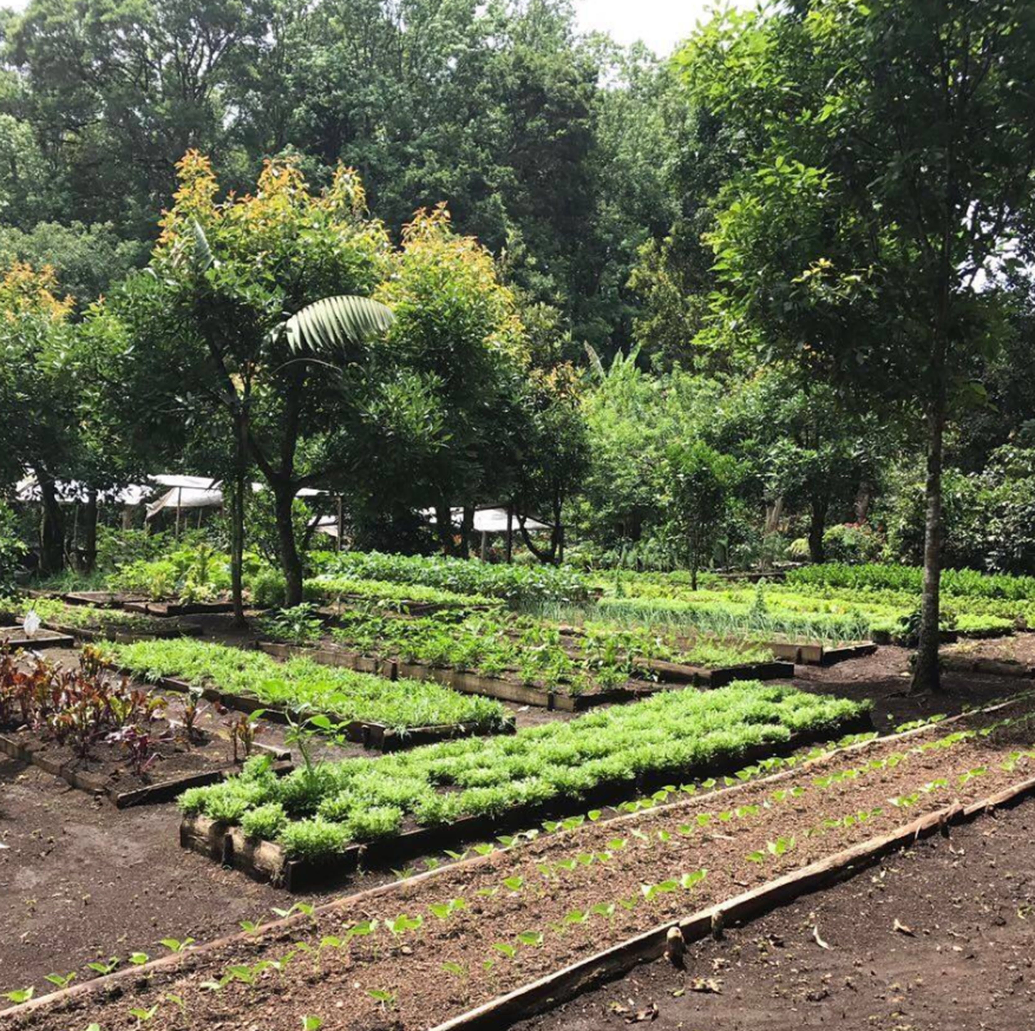 A garden with raised beds and trees.