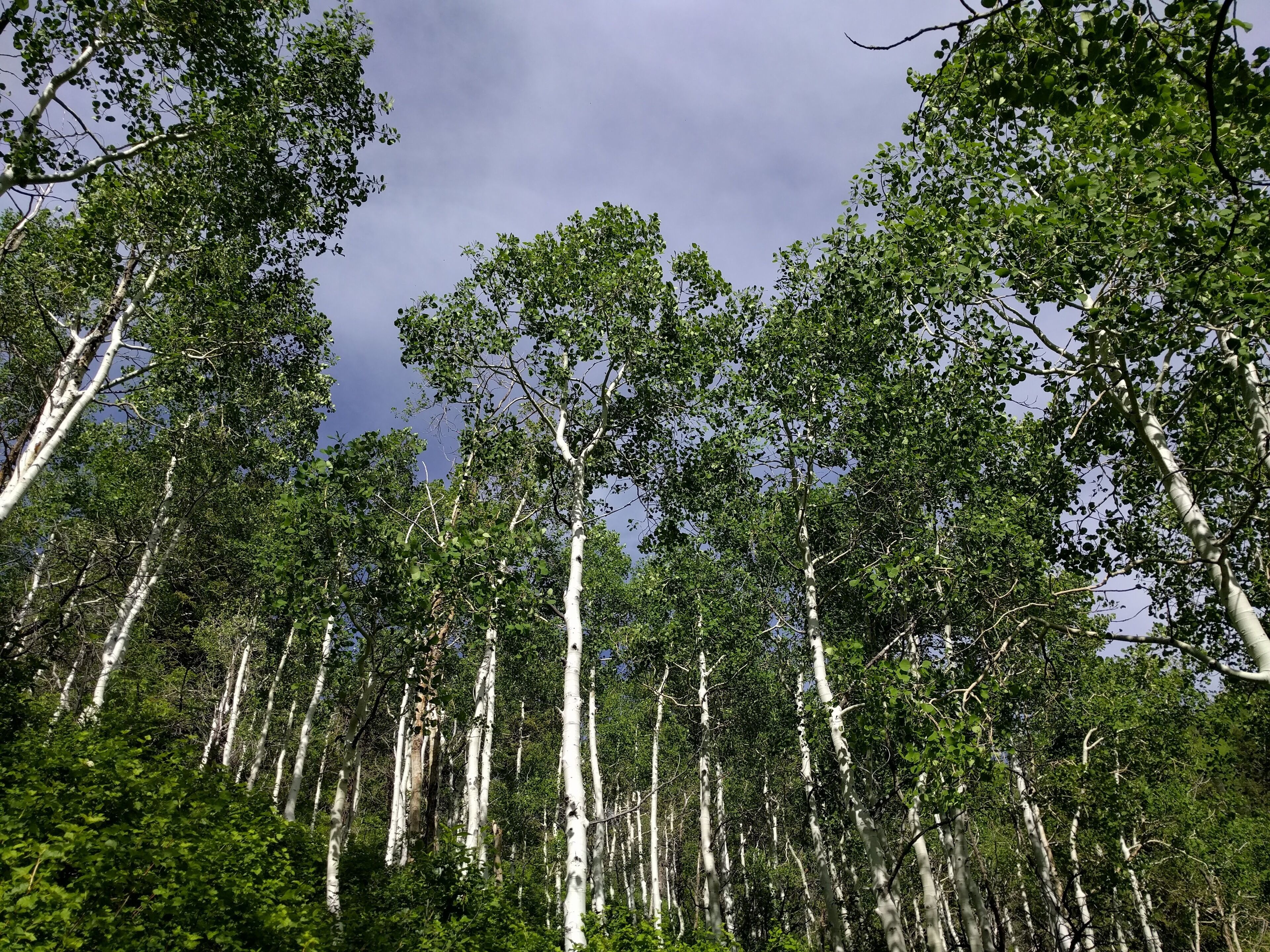 Uma floresta densa com árvores altas, cascas brancas e folhagem verde.