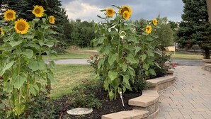 Un jardín con girasoles y un camino empedrado.